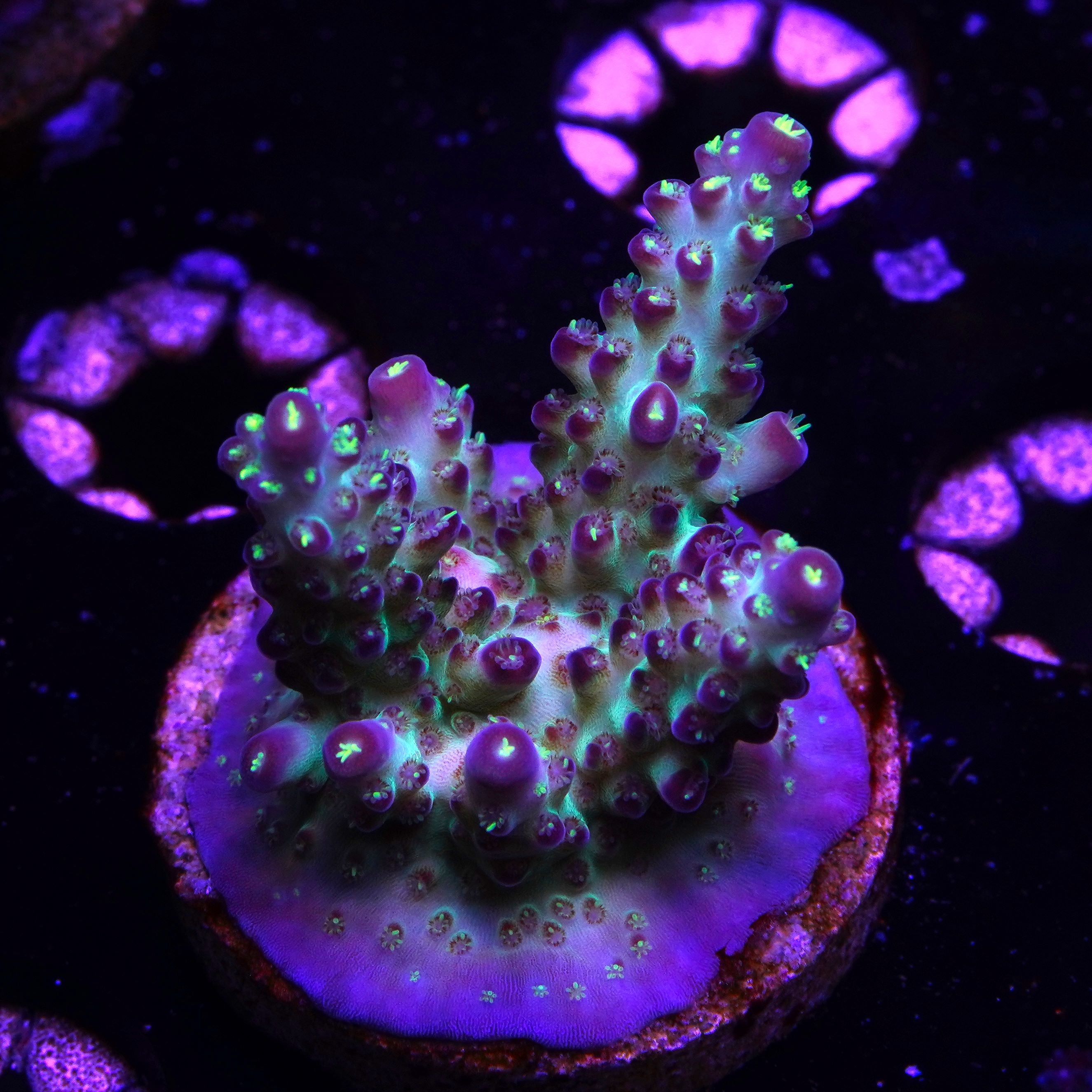 PTR Northern Lights Stag (G12)