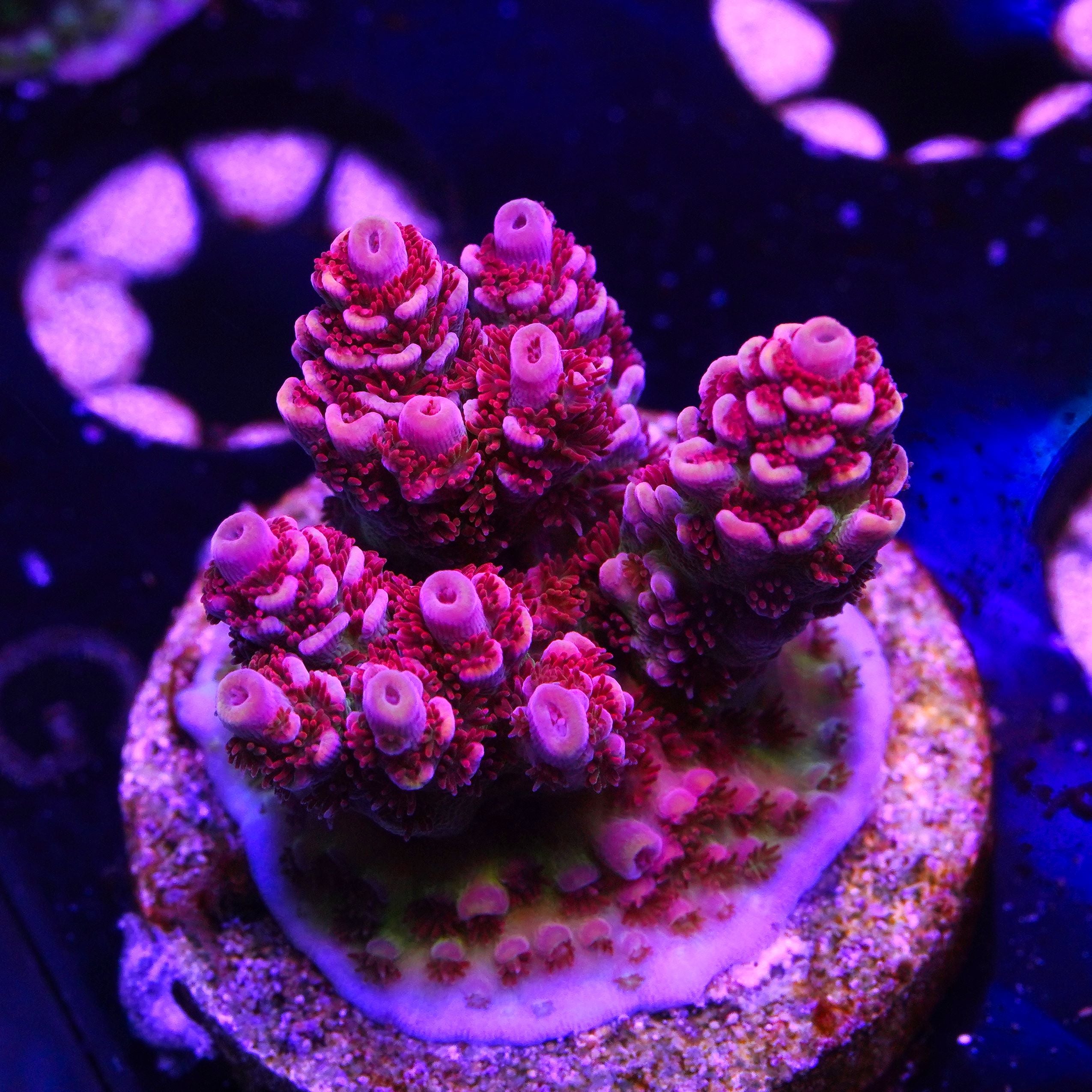 PTR Sea Lover (G14)
