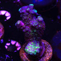 ORA Juicy Grape (I2)