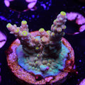 BC Honeycomb (I4)