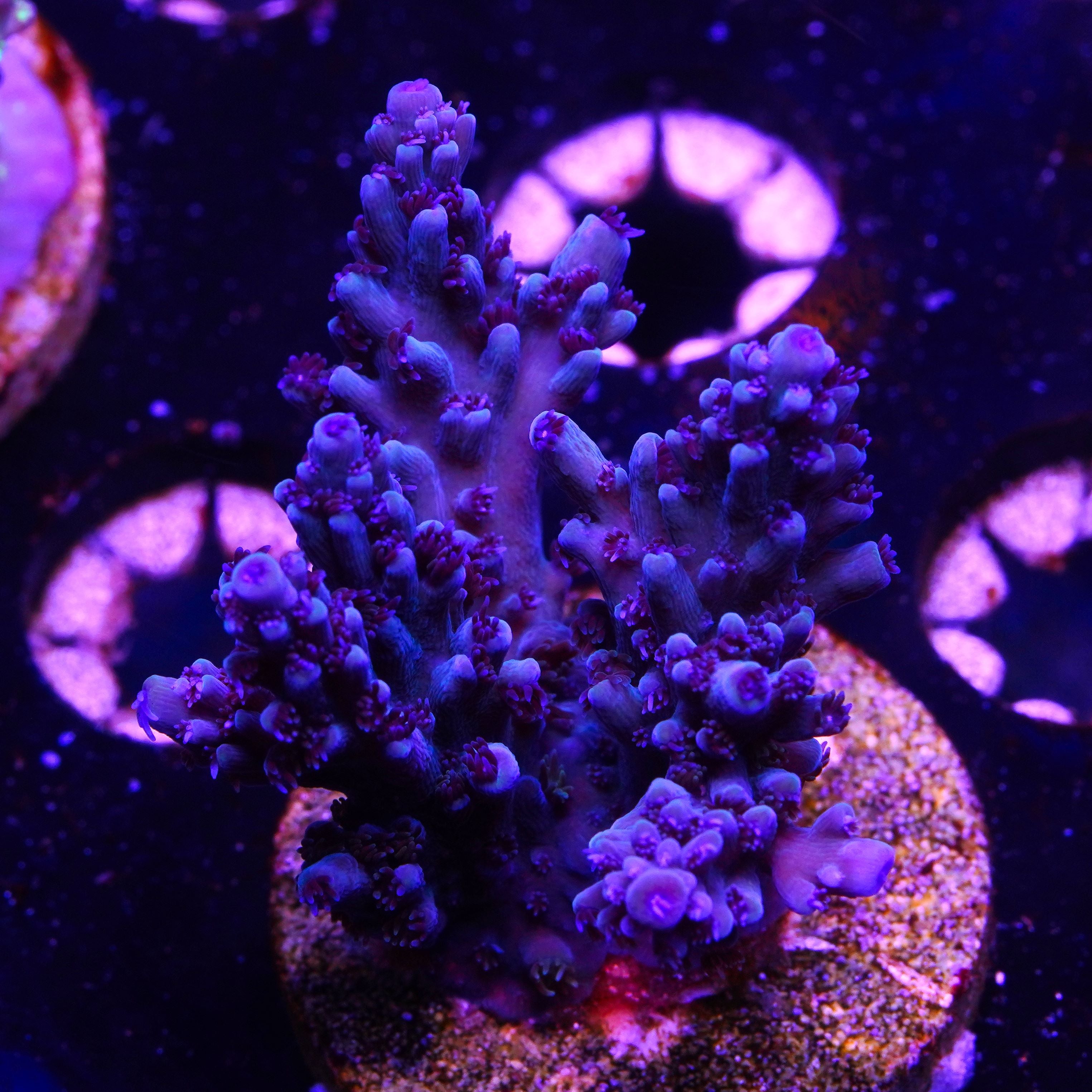 PTR Blue Ballz (I12)