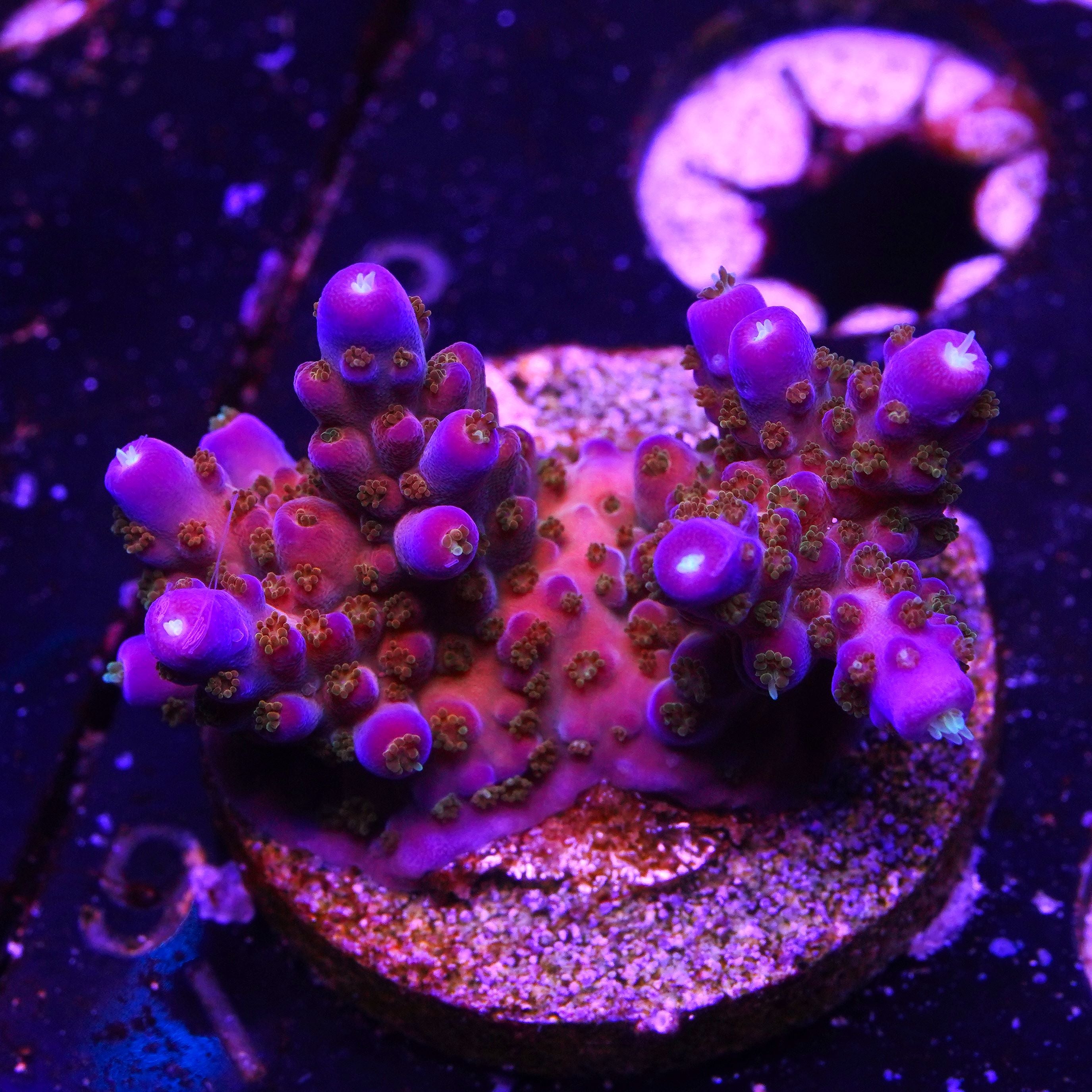PTR Purple Monster (2A8)
