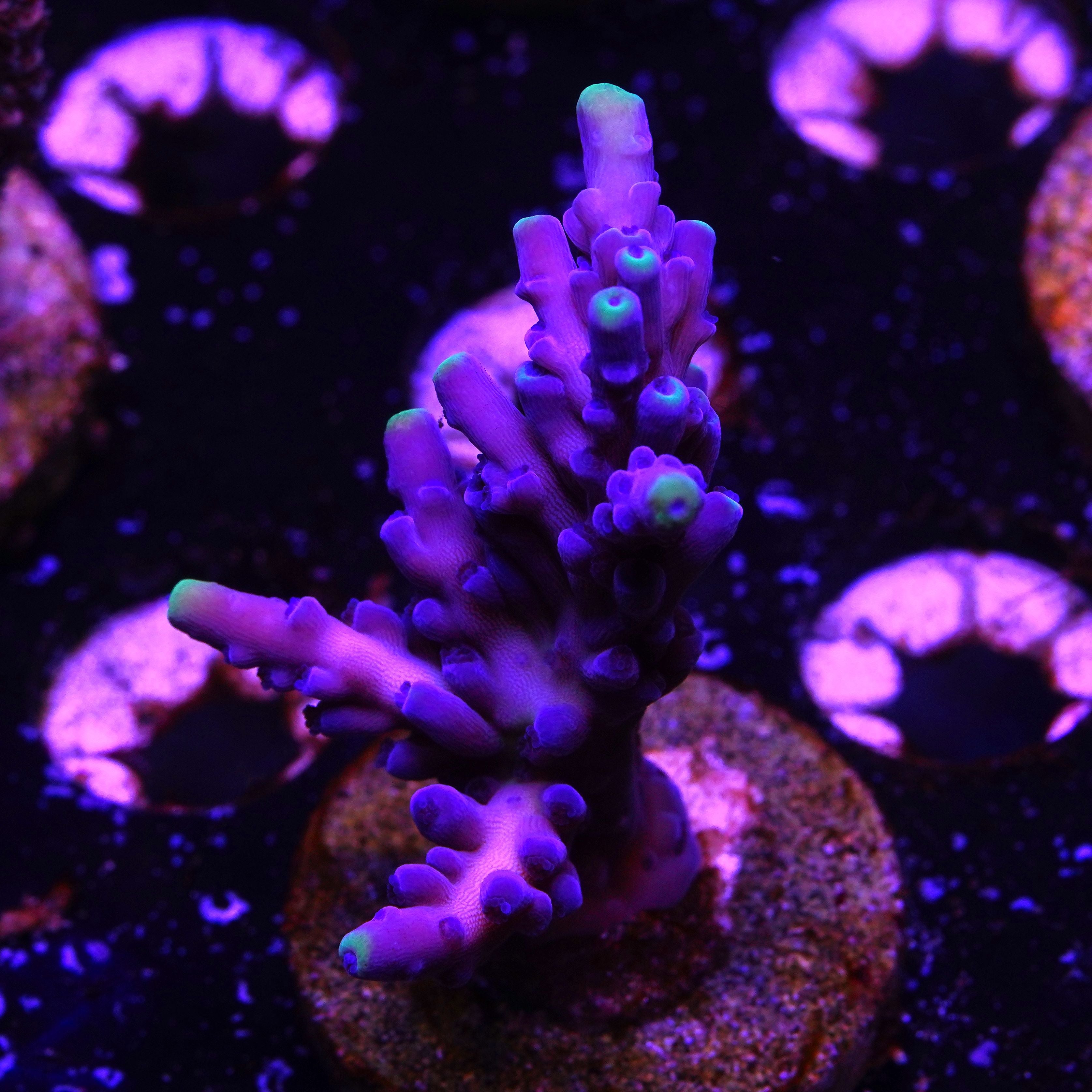 WWC Yellow Tips (2C8)