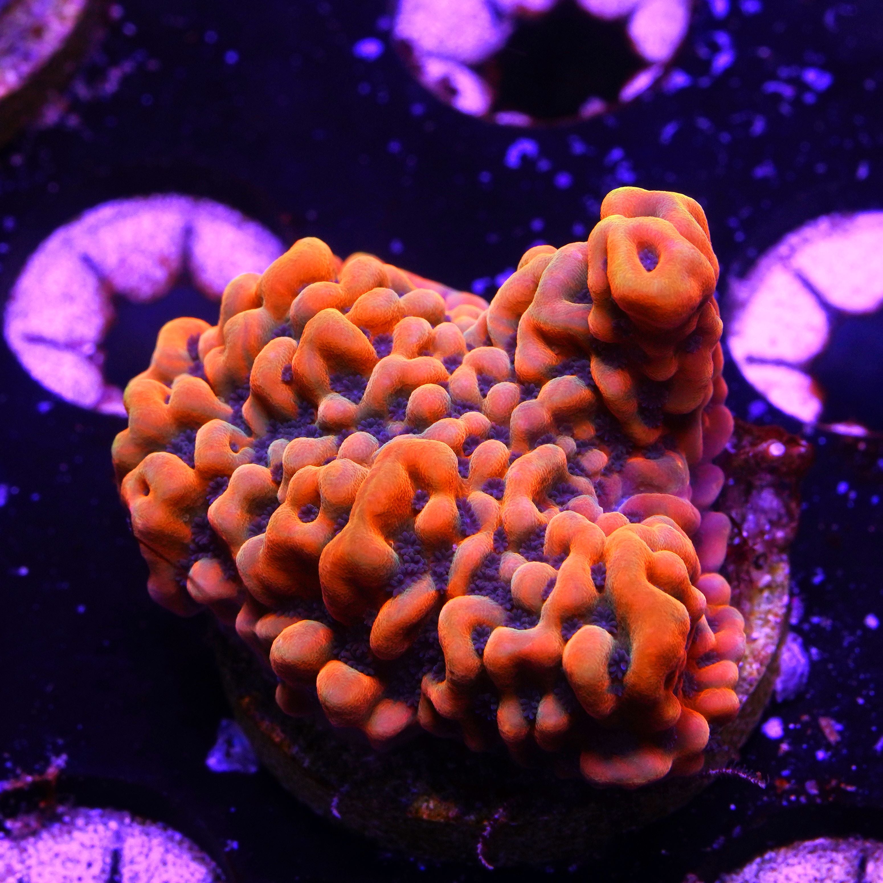 Big R Caribbean Sunset Monti (2C10)