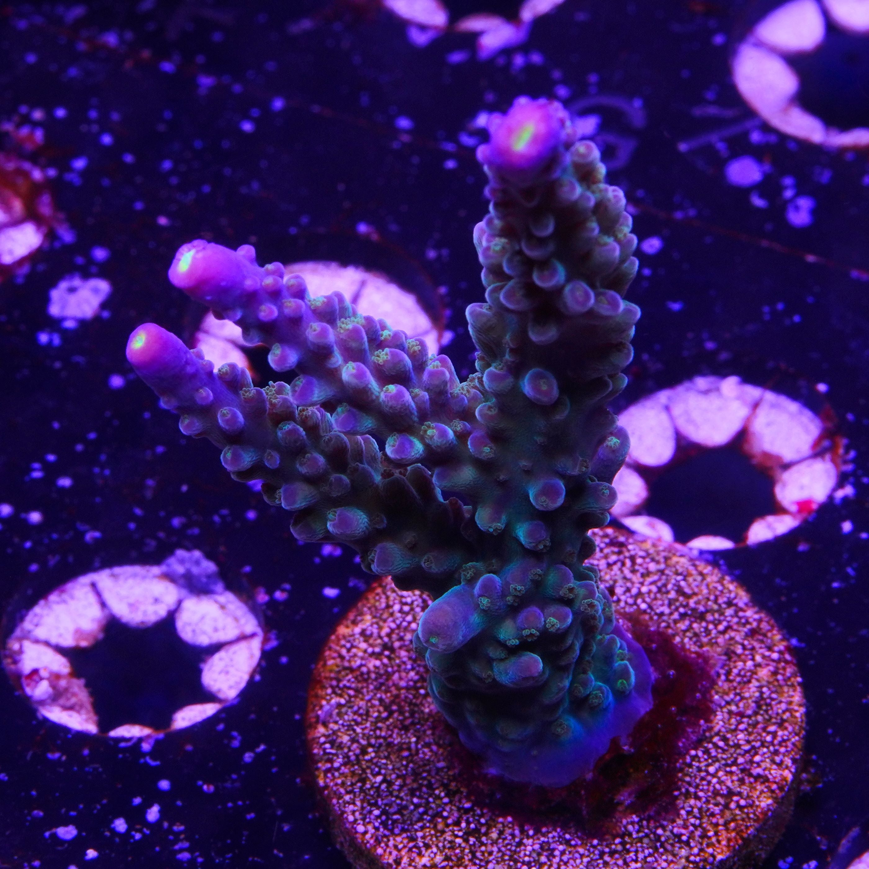 Copps CalaCali Stag (2E2)