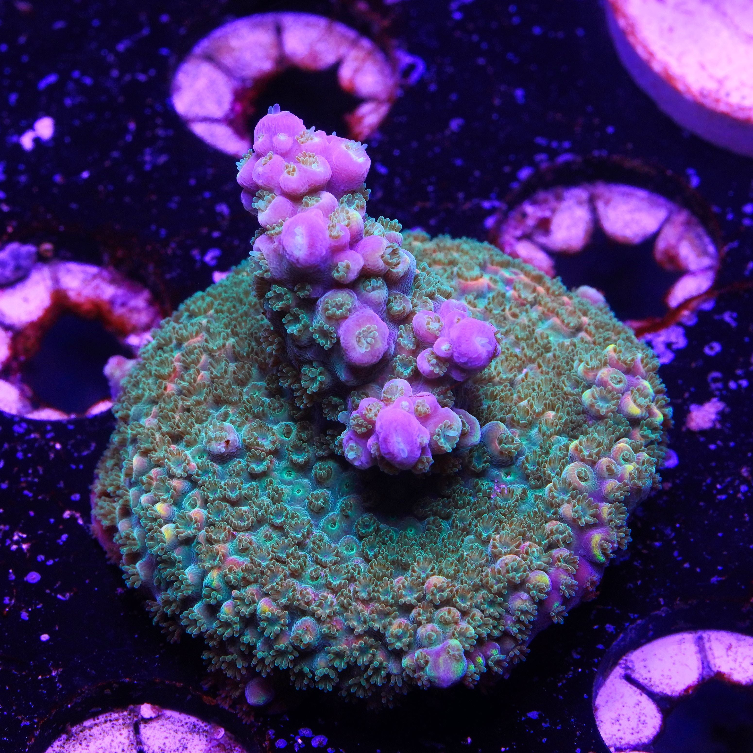 PRC Fruity Pebbles (2E6)