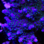 Big Blue