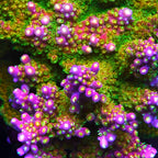 Paletta Pink Tip