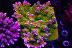Paletta Pink Tip