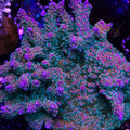 PTR Purple Punch