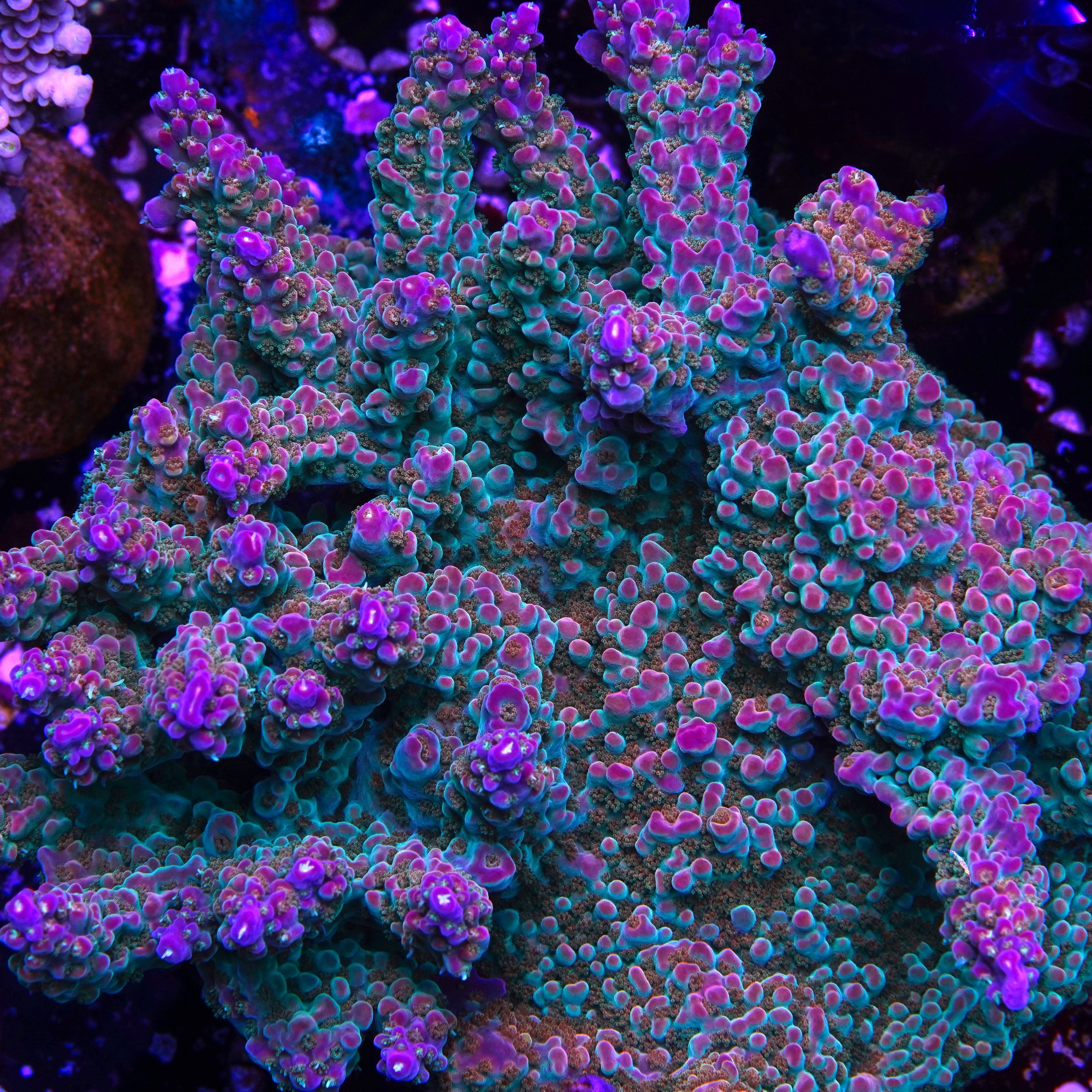 PTR Purple Punch