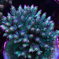 PTR Northern Lights