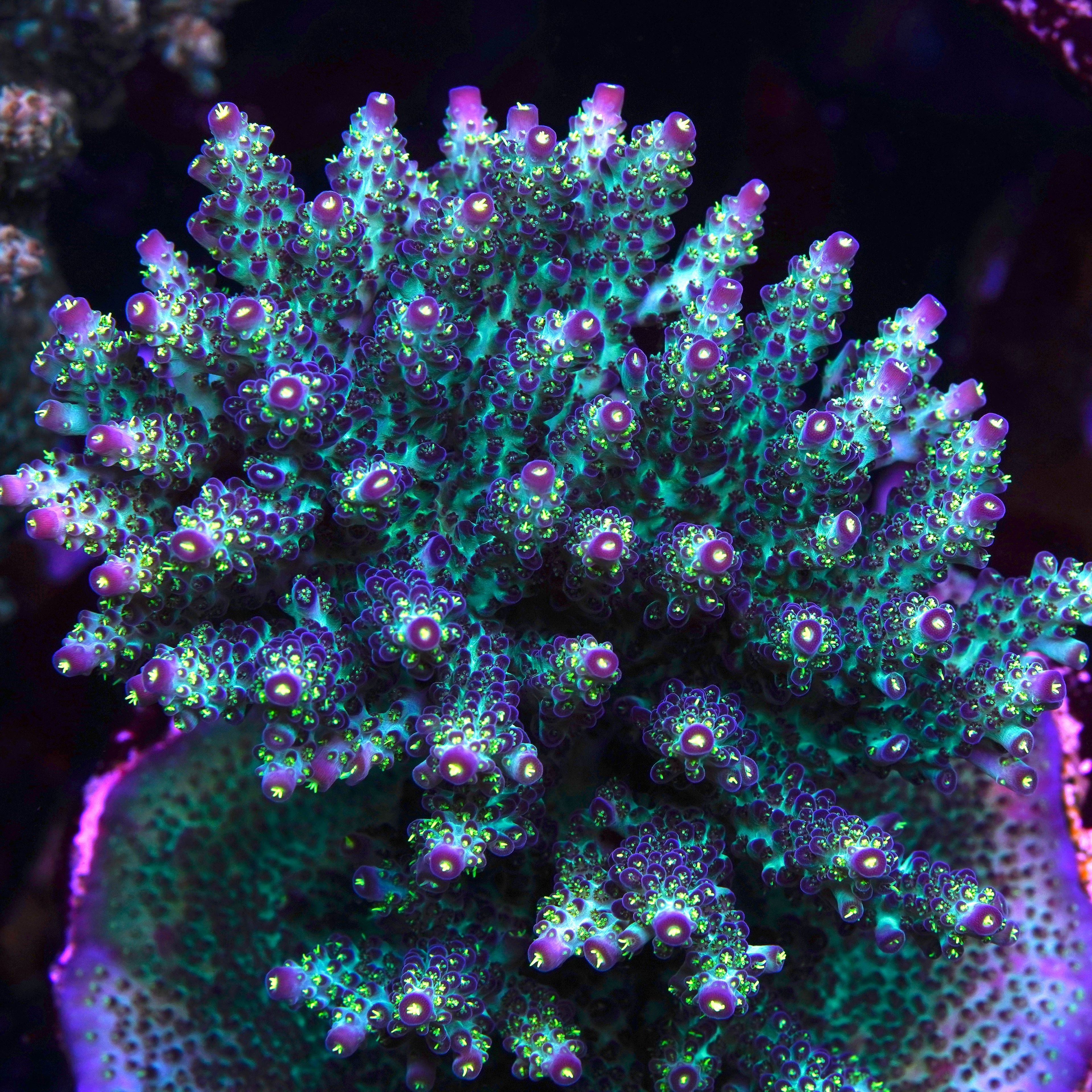 PTR Northern Lights