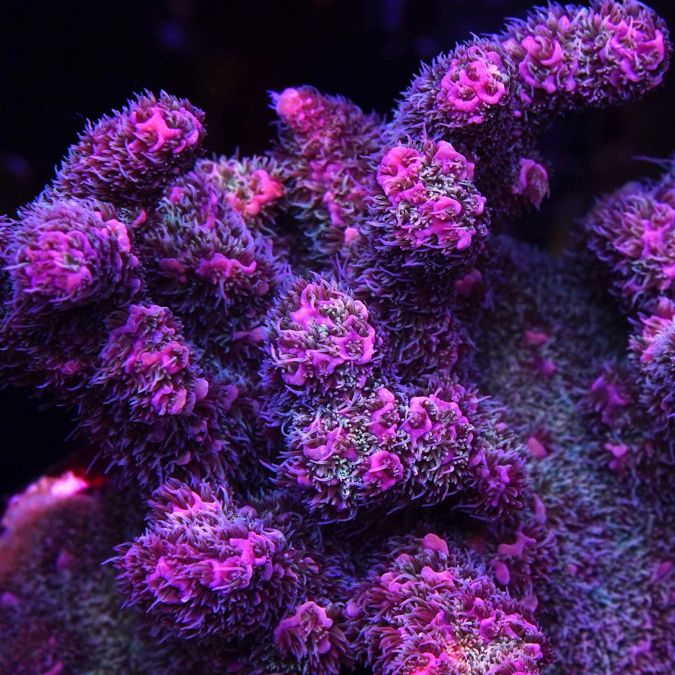 PTR I like em hairy