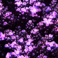 PTR Blueberry