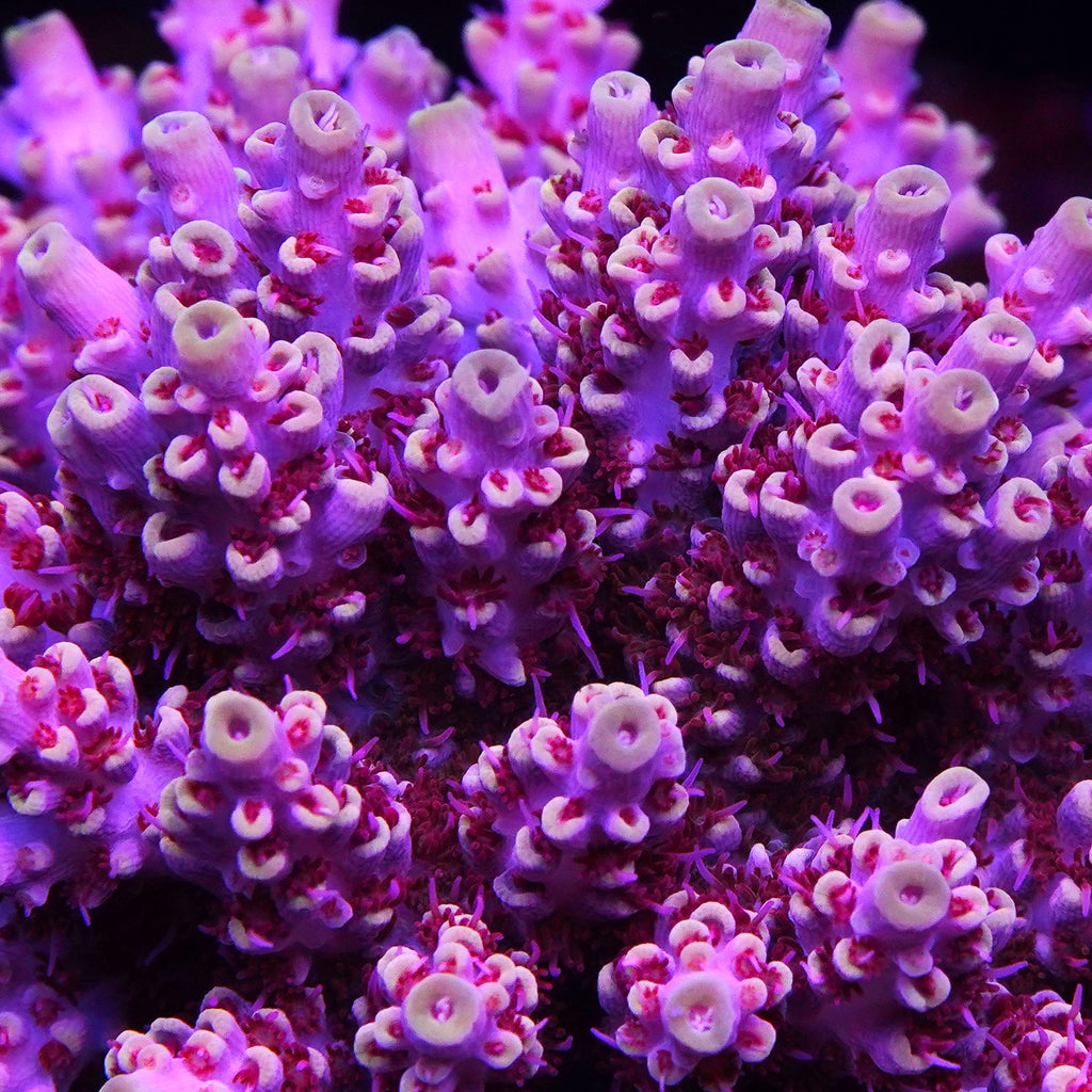 OLA Full Metal Jacketr