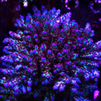 PTR Northern Lights Granulosa