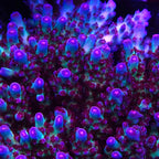 PTR Northern Lights Granulosa