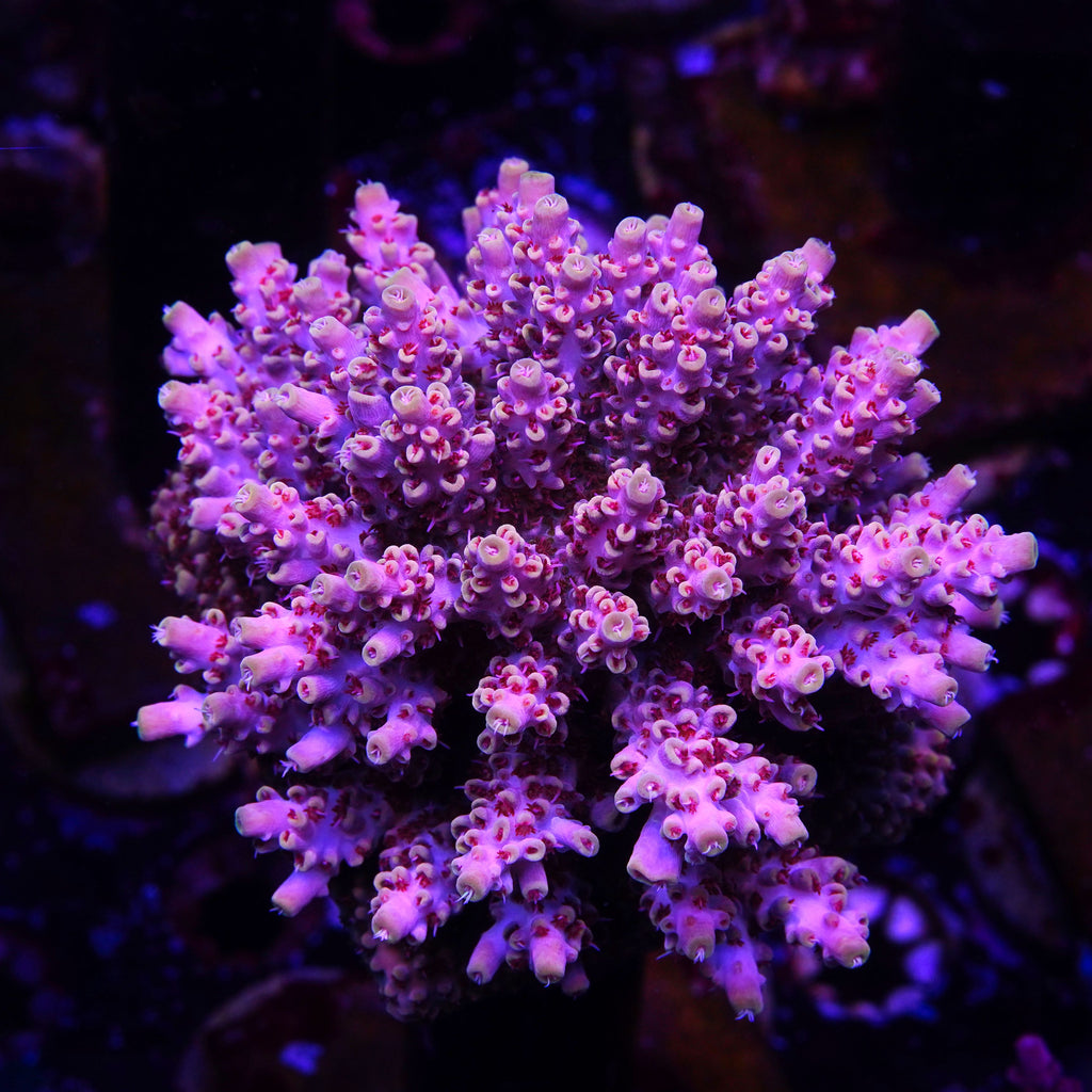 OLA Full Metal Jacketr