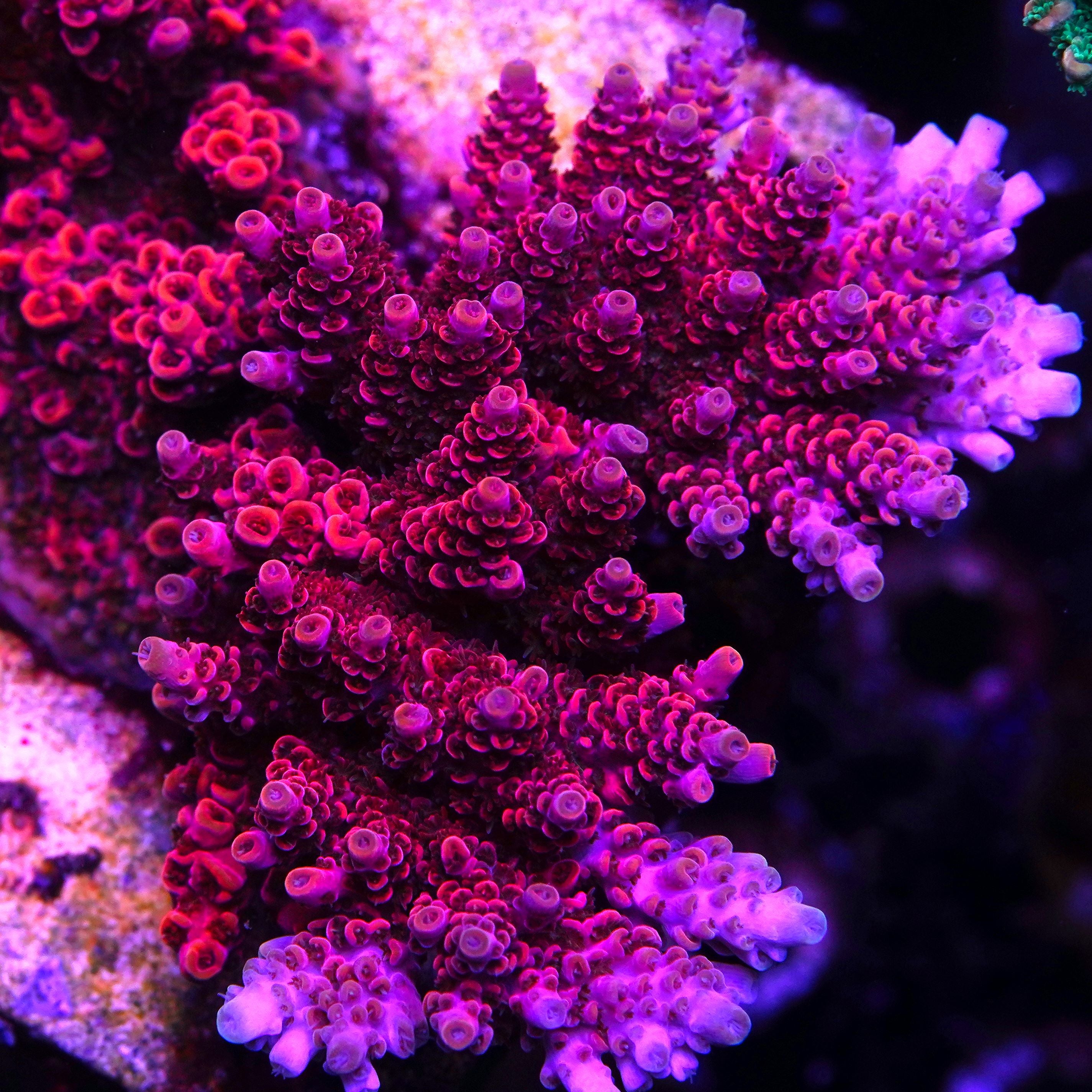 BC Backdraft the Movie