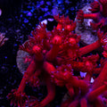 Red Gonipora