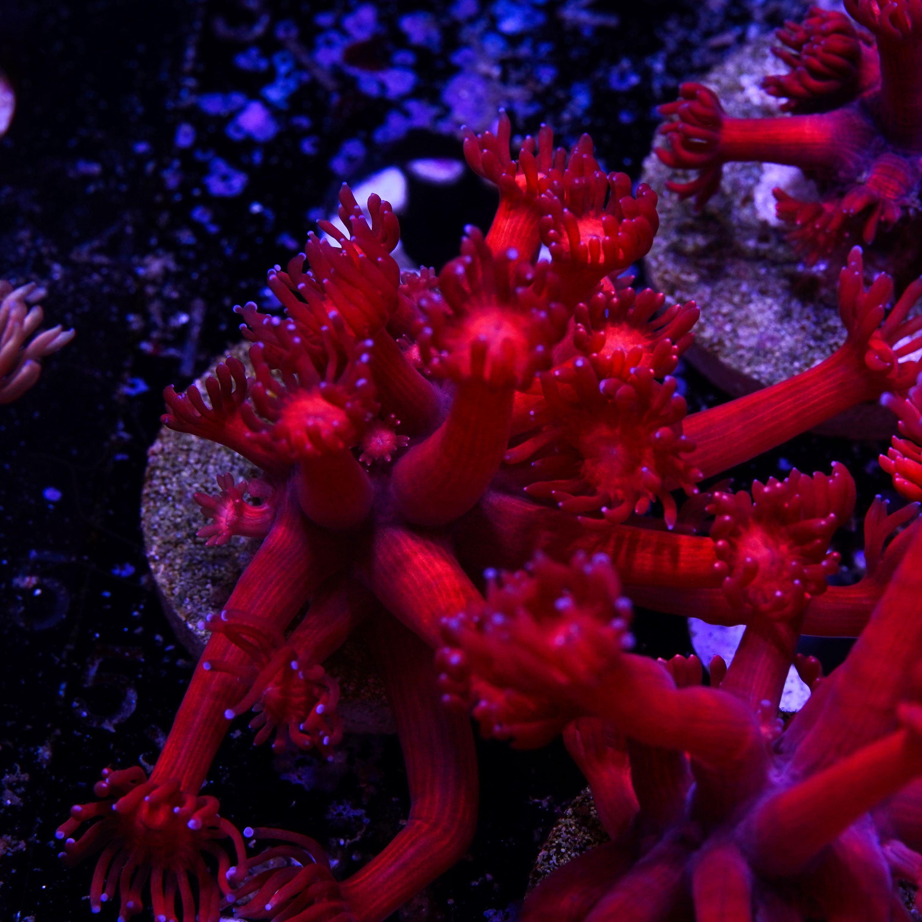 Red Gonipora