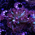 PTR Pink Fade Gonipora