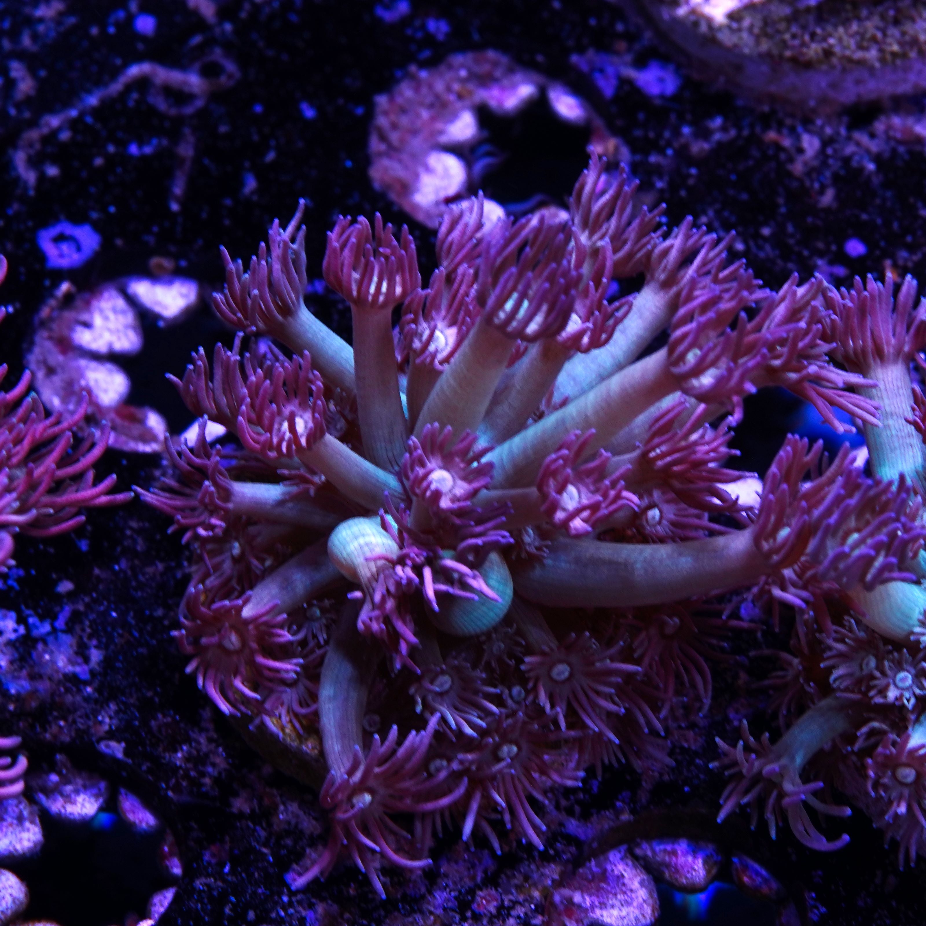PTR Pink Fade Gonipora