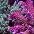 PTR Deep Purple