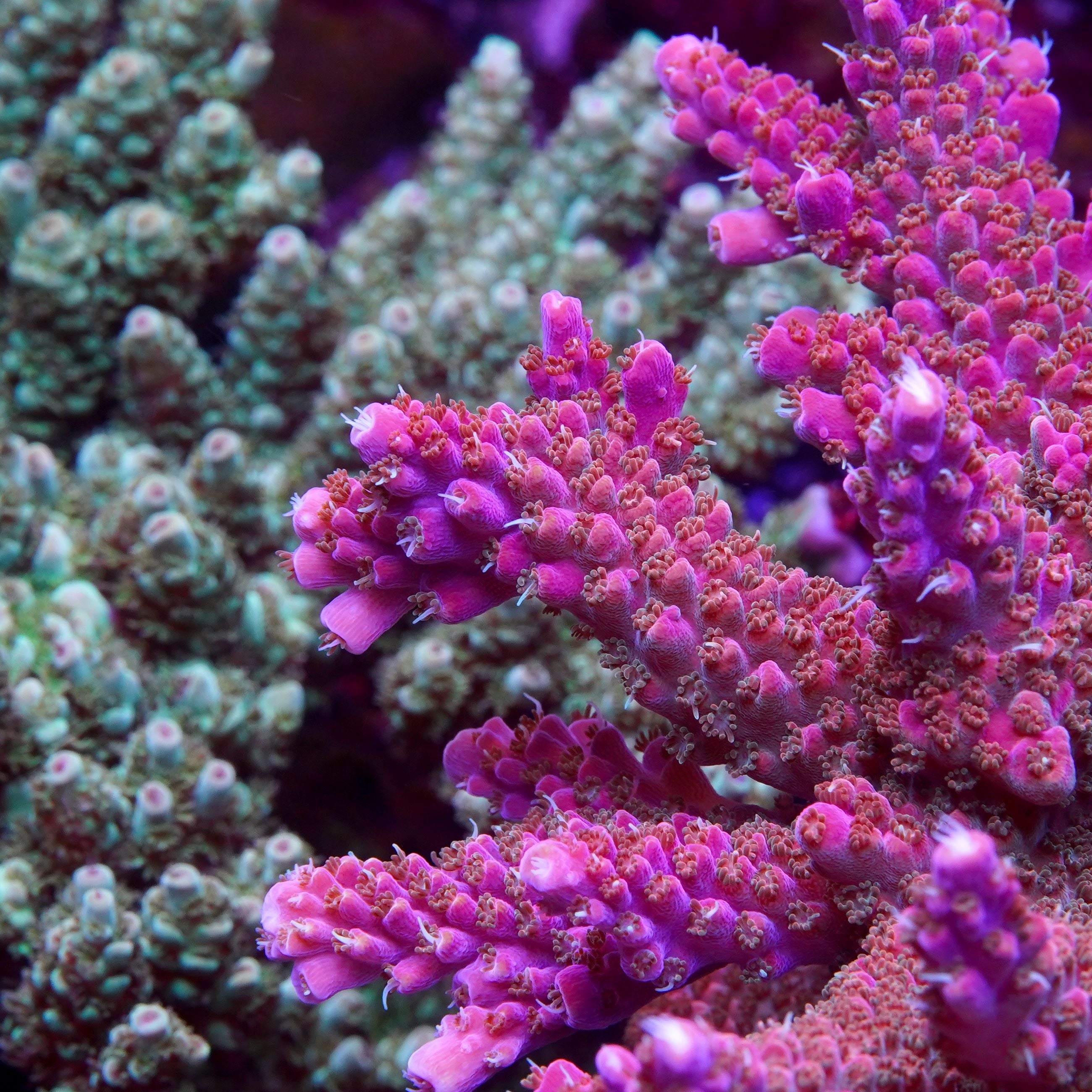 PTR Deep Purple