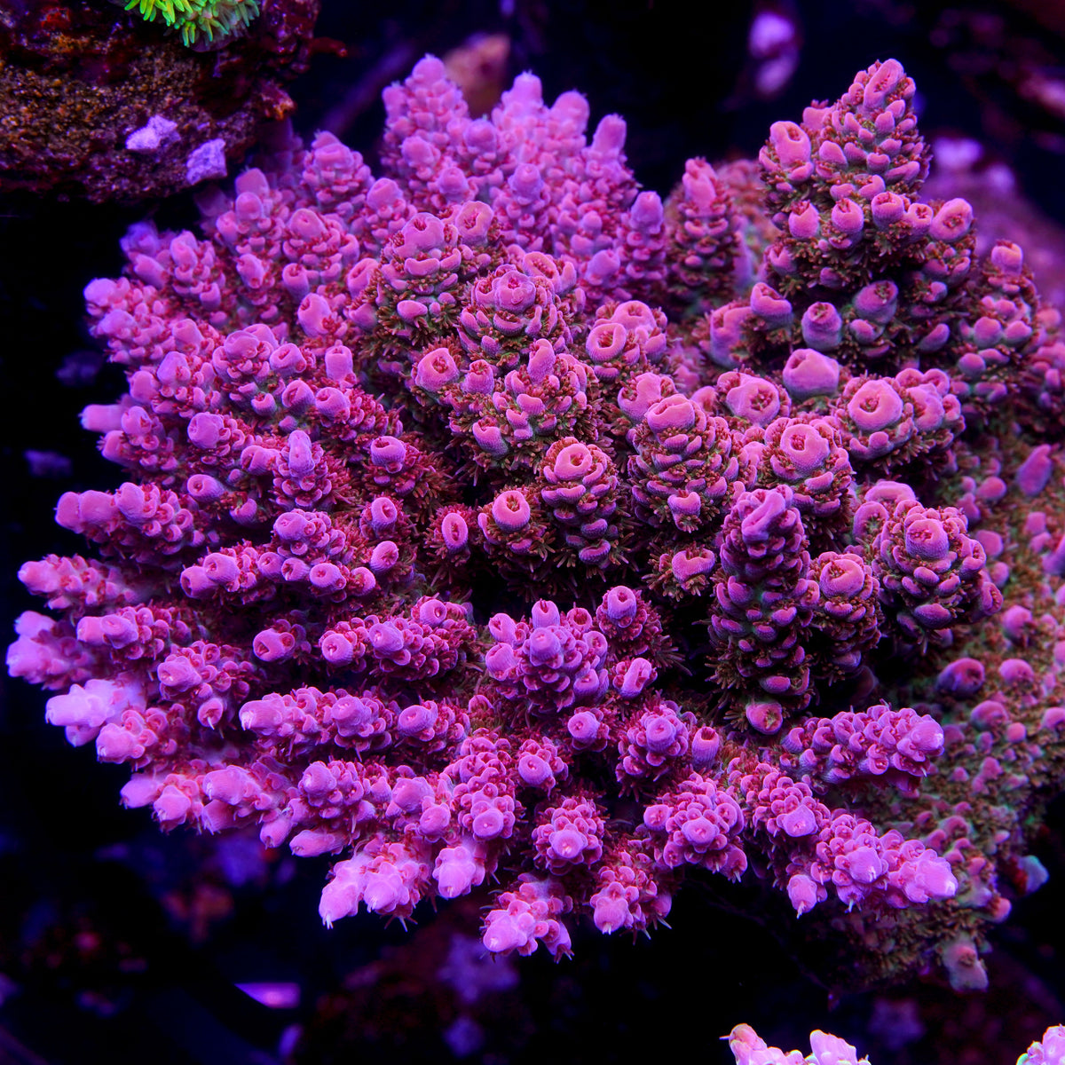 Violet Backdraft POTO Backdraft – Poo Tang Reefs