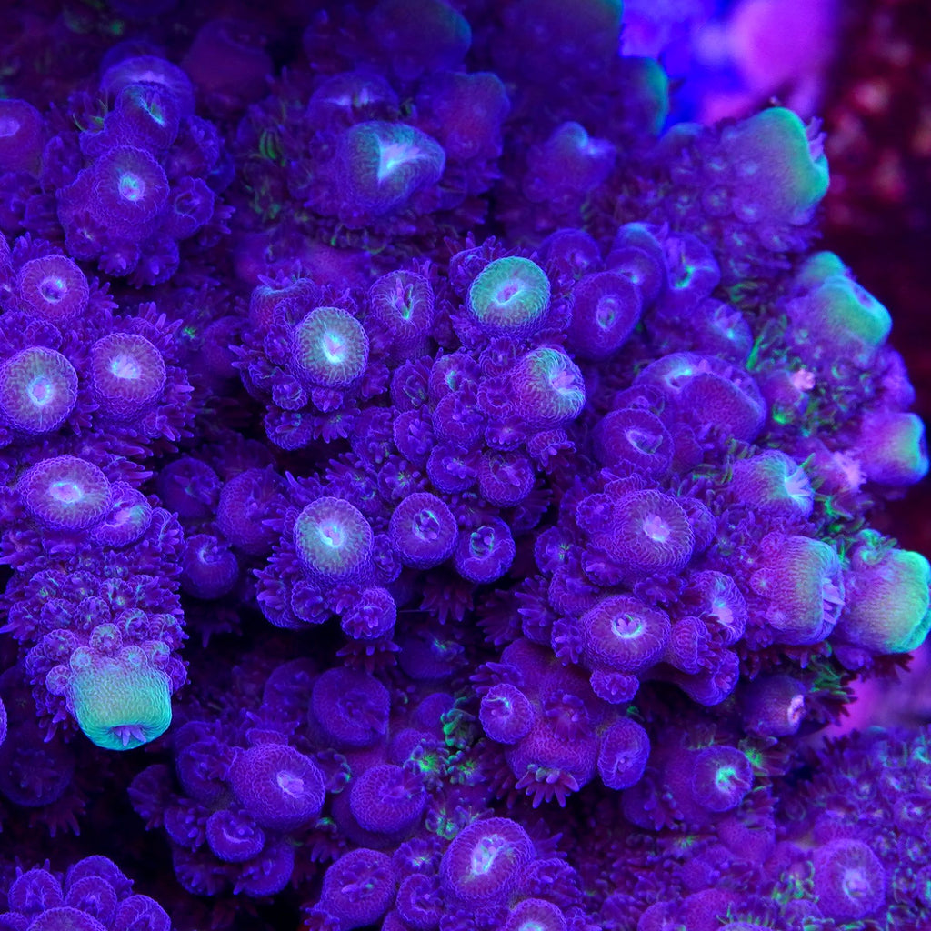 Juicy Grape
