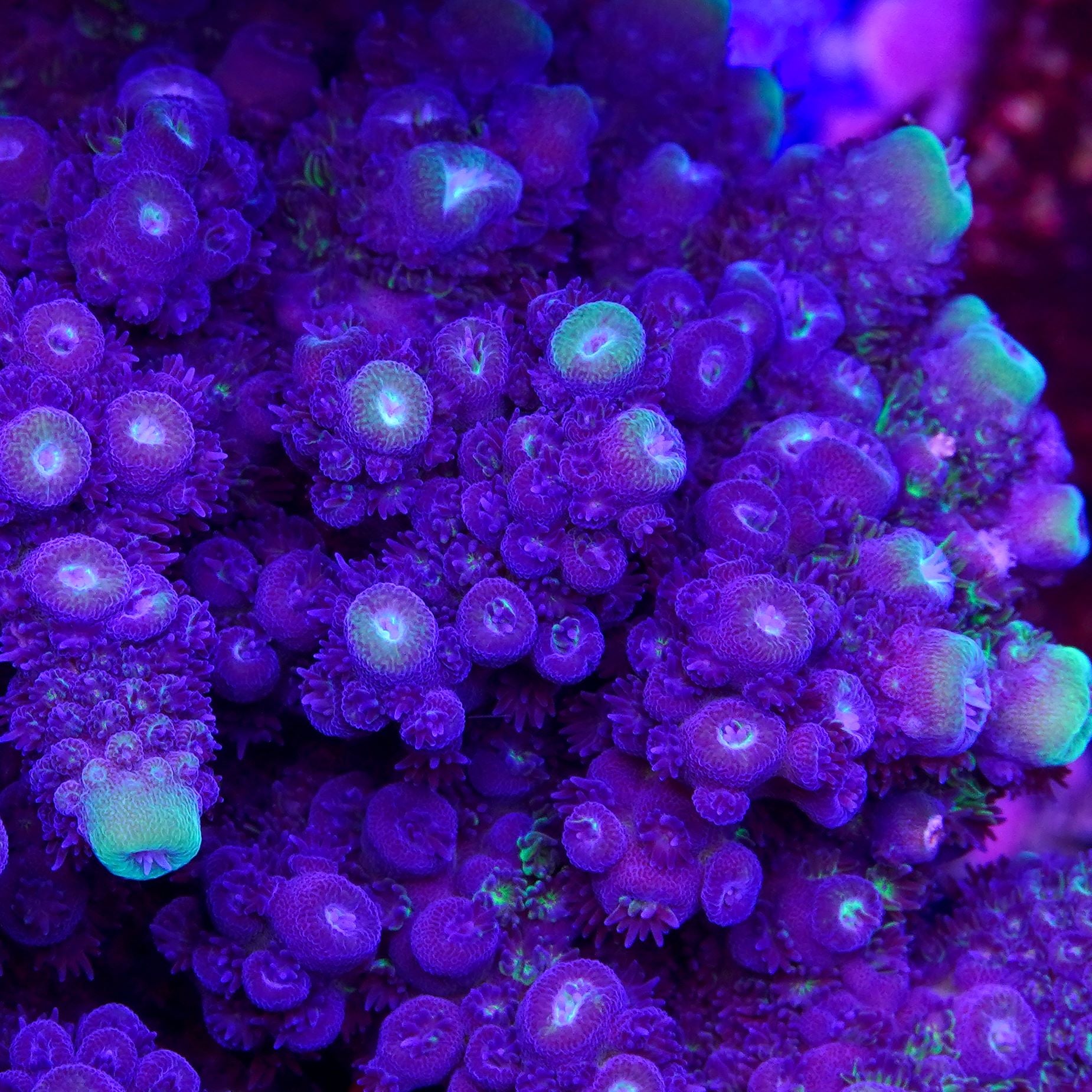 Juicy Grape