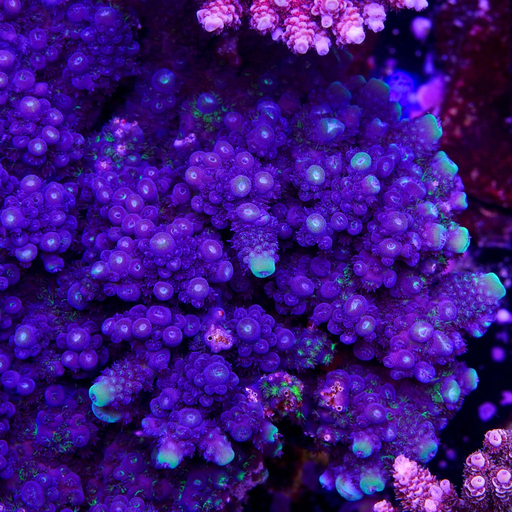 Juicy Grape