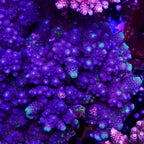Juicy Grape