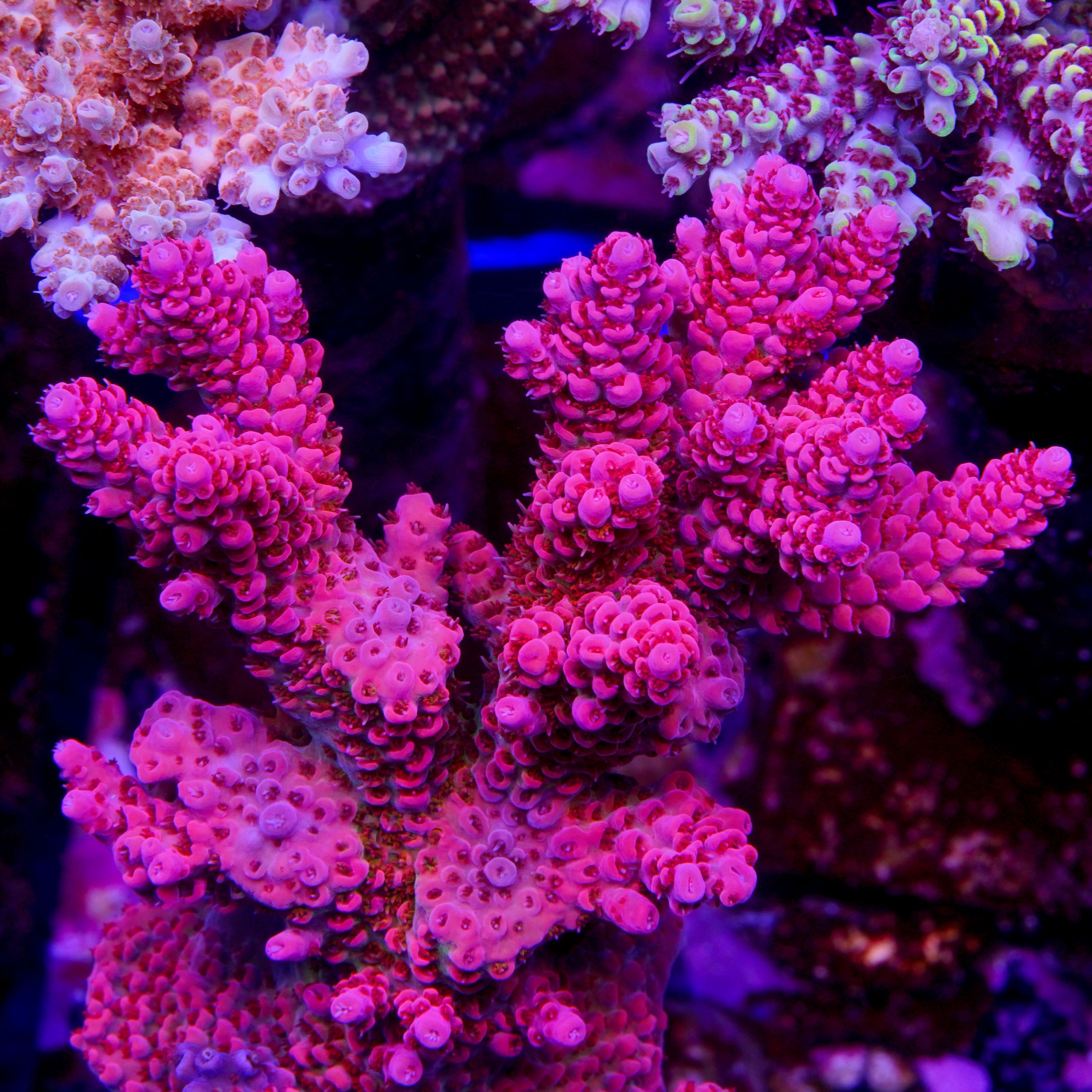 PTR Sea Monster