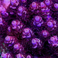 PTR Purple Zombie