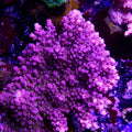 PTR Purpleicious