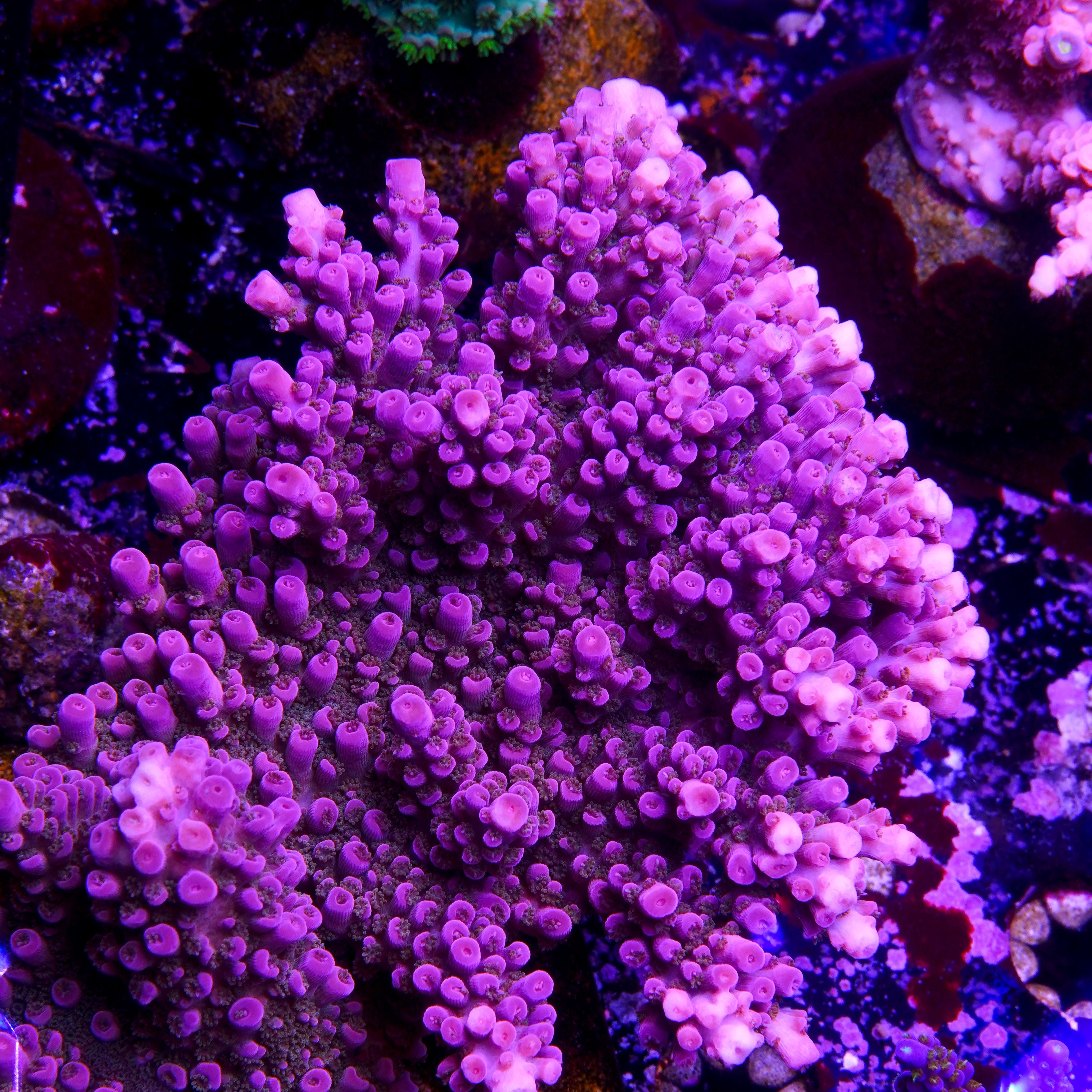 PTR Purpleicious