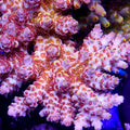 Pink Floyd Acropora Coral