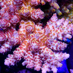 Pink Floyd Acropora Coral