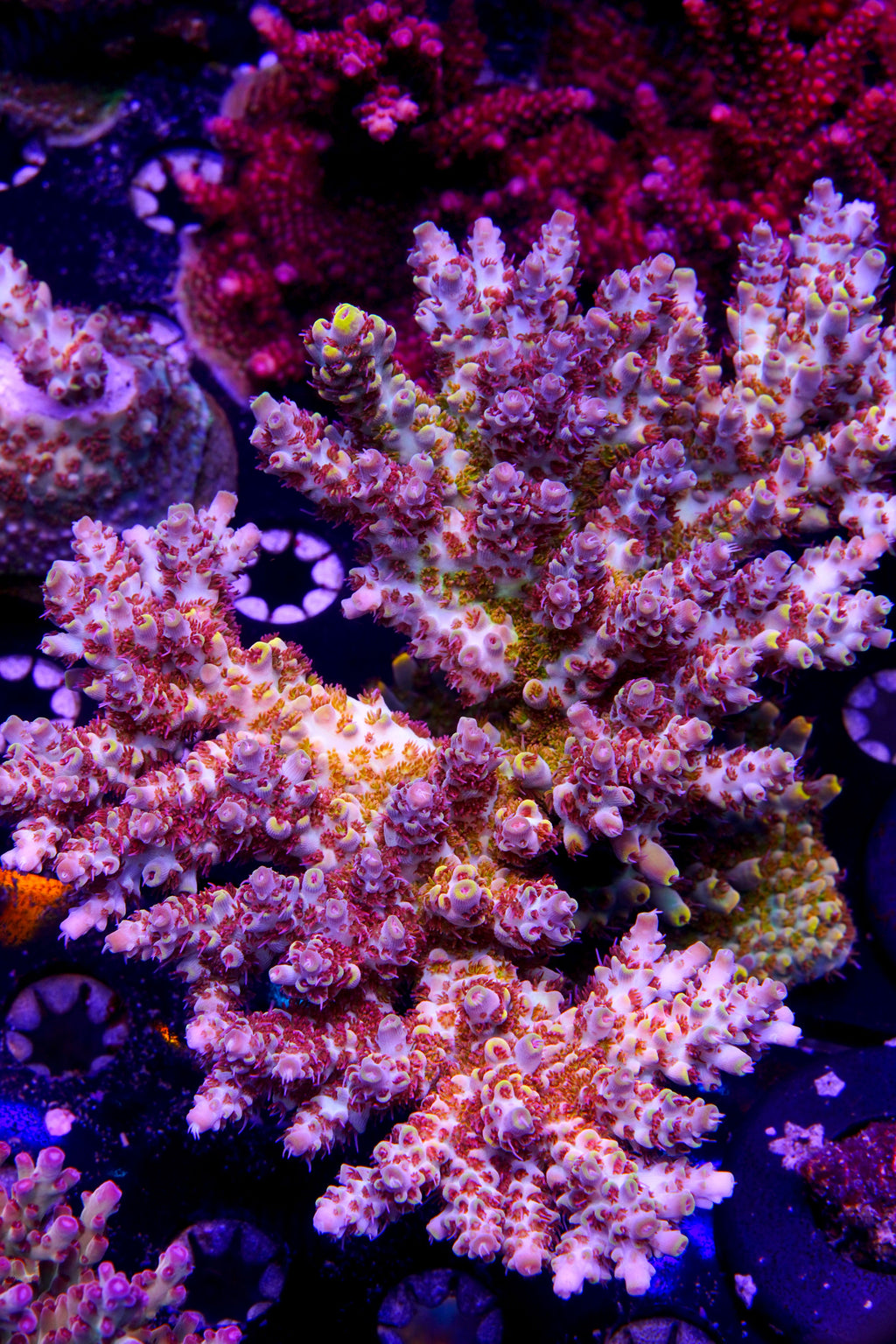 Pink Floyd Acropora Coral
