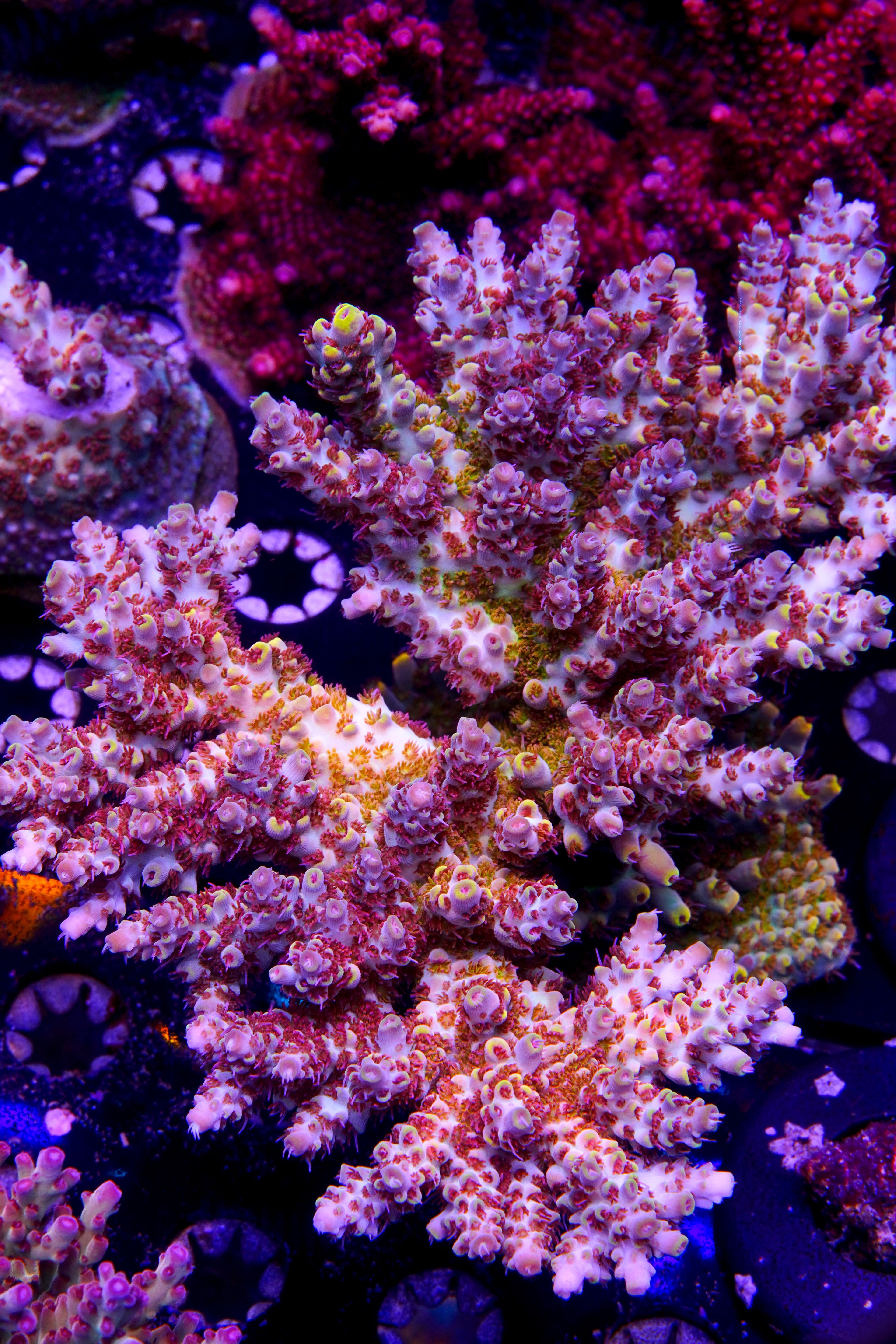 Pink Floyd Acropora Coral