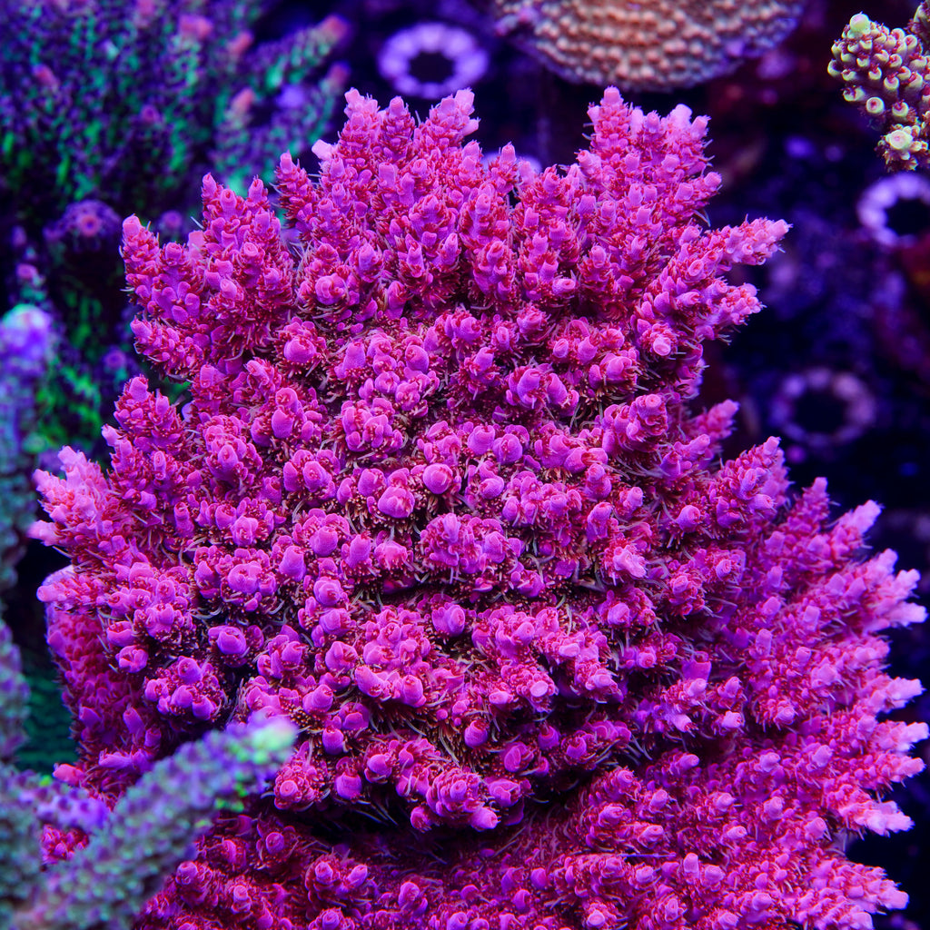 PTR Purple Nurple
