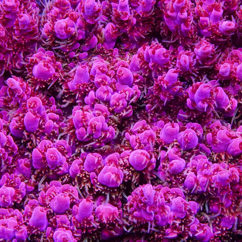 PTR Purple Nurple
