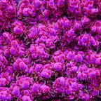 PTR Purple Nurple