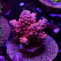 PTR Boo Boo Berry (A6)