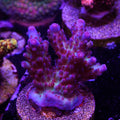 PTR Northern Lights Granulosa (A8)