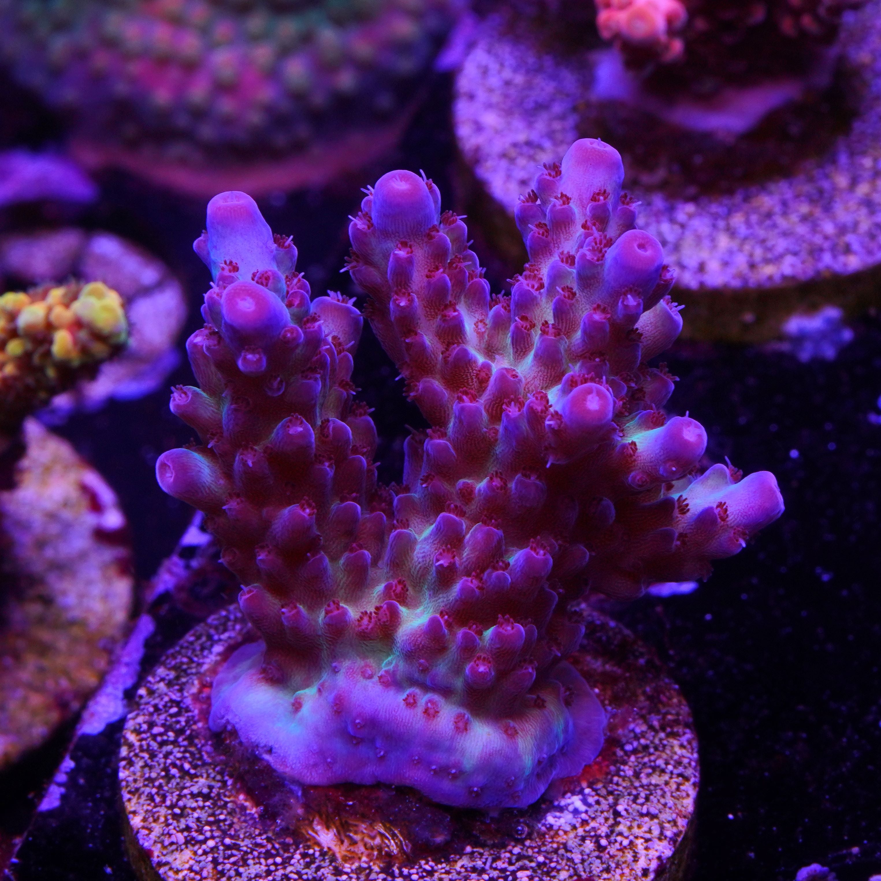 PTR Northern Lights Granulosa (A8)