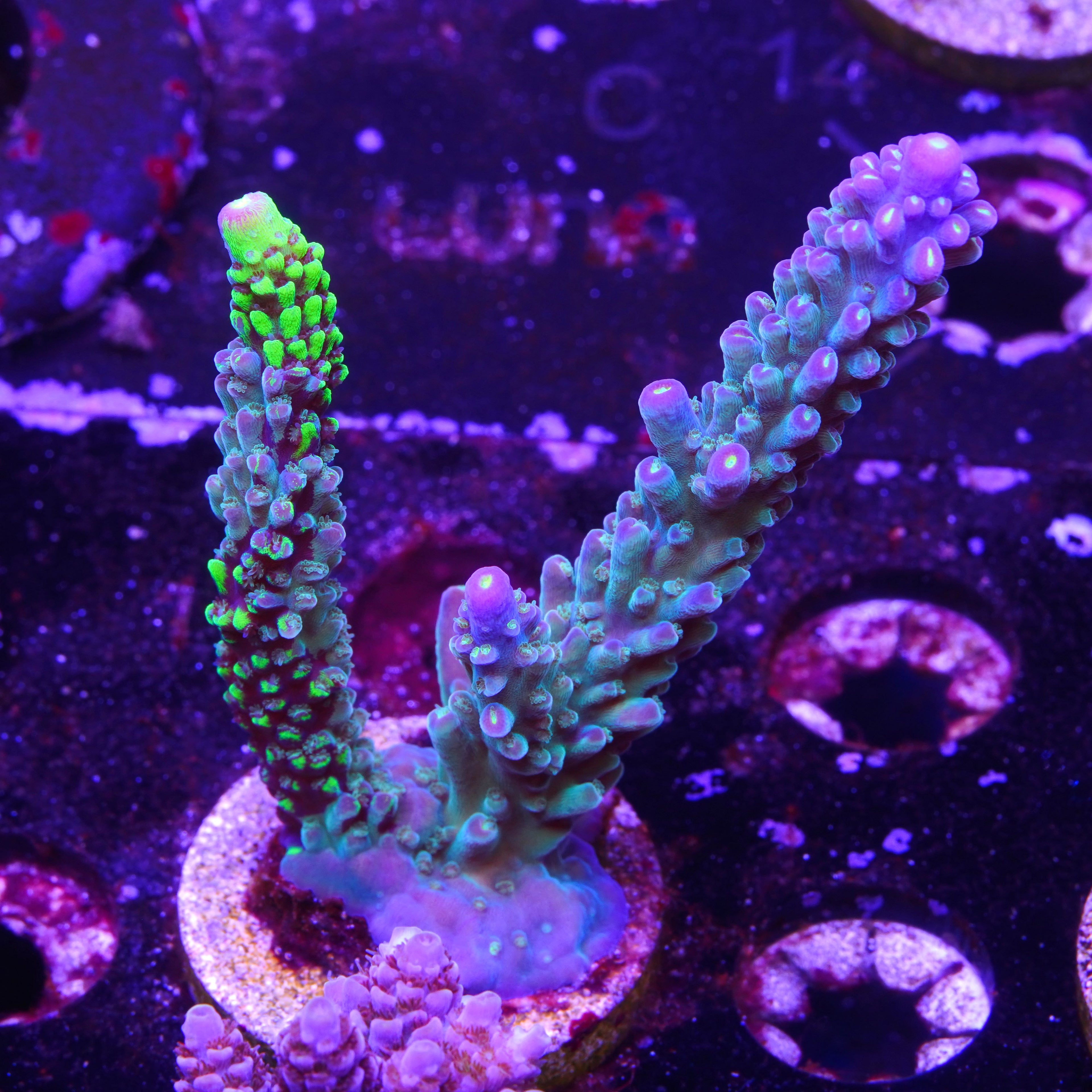 PTR Grafted Copps Cale Cali Stag (C2)